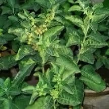 Ashwagandha Side Effects