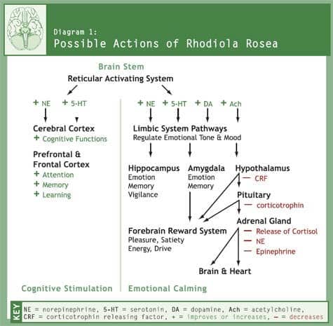Possible Actions of Rhodiola Rosea