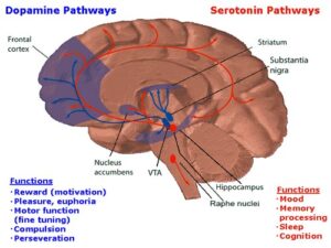 R. rosea inhibits the uptake of serotonin and dopamine