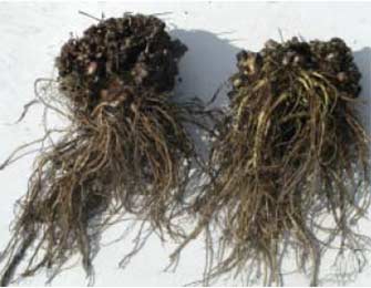 Rhodiola Rosea Root, Cultivated
