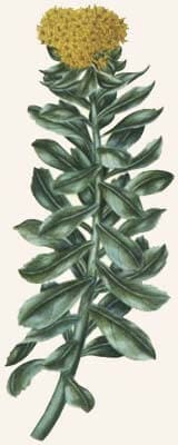Rhodiola Rosea Illustration