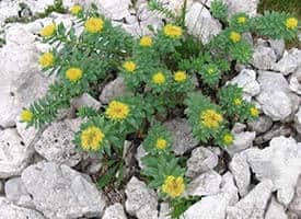 The Rugged Adaptogen In the Wild