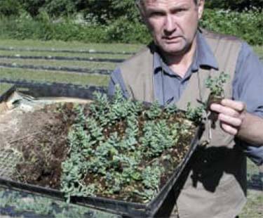 Rhodiola Rosea Seedlings