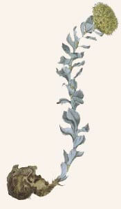 Rhodiola Rosea With Root